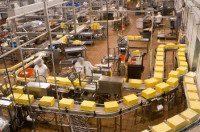 Praca w Holandii dla pakowacza na produkcji serów bez języka Zeewolde