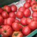 zbiory-pomidorow