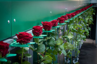 Ogrodnictwo Holandia praca przy różach – kwiatach w szklarni, Moerkapelle