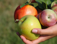Ogłoszenie sezonowej pracy w Holandii od zaraz zbiory jabłek bez języka Goes