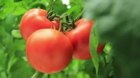 Oferta pracy w Holandii zbiory pomidorów, Kesteren w pobliżu Arnhem/Nijmegen