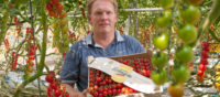 Holandia praca w szklarni przy papryce i pomidorach bez znajomości języka
