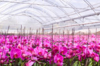 Szklarnia praca w Holandii w ogrodnictwie przy kwiatach – orchidee, Moerkapelle