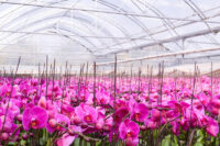 Ogrodnictwo 2020 – praca Holandia bez języka przy kwiatach od zaraz Moerkapelle