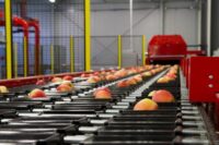 Sortowanie owoców i warzyw oferta fizycznej pracy w Holandii bez języka, Haga