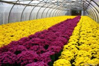 Ogrodnictwo dam pracę w Holandii przy kwiatach szklarniowych – doniczkowych, Zaandam