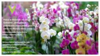 Pielęgnacja storczyków od zaraz praca w Holandii przy kwiatach z językiem angielskim, Haga
