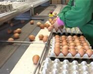 Bez języka pakowanie i sortowanie jajek Holandia praca od zaraz w Veen