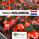 Ogrodnictwo 2022 – dam pracę w Holandii od zaraz w szklarni z kwiatami ozdobnymi, Twello