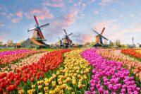 Od zaraz fizyczna praca w Holandii bez języka przy kwiatach na linii produkcyjnej, Aalsmeer