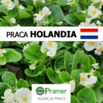 Bez języka oferta pracy w Holandii w ogrodnictwie od zaraz przy kwiatach, Almere