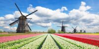 Oferta pracy w Holandii na produkcji przy kwiatach bez języka od zaraz, Aalsmeer