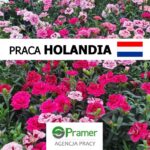 Praca Holandia w ogrodnictwie od zaraz w szklarni z kwiatami ozdobnymi, Twello