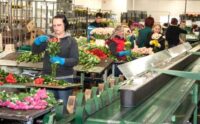 Bez języka praca w Holandii na produkcji przy bukietach kwiatowych od zaraz, Aalsmeer/Berkhout