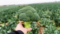 Oferta sezonowej pracy w Holandii bez języka zbiory brokułów od zaraz Etten-Leur