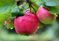 Bez języka sezonowa praca w Holandii przy zbiorach jabłek i gruszek 2022 Dronten