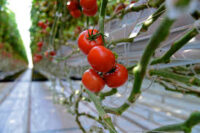 Sezonowa praca w Holandii dla studentów od zaraz sortowanie warzyw, pielęgnacja pomidorów, Goes