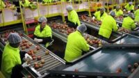 Praca w Holandii bez języka pakowanie-sortowanie owoców i warzyw od zaraz w Rotterdamie