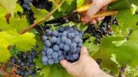Sezonowa praca Holandia bez języka przy zbiorach winogron od zaraz Horst