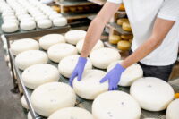 Dam pracę w Holandii przy produkcji sera w Gemert od zaraz z językiem angielskim