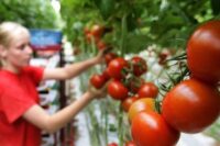 Przy zbiorach pomidorów bez języka sezonowa praca Holandia od zaraz Someren