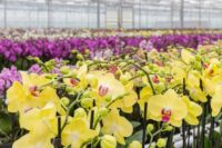 Holandia praca ogrodnictwo od zaraz przy kwiatach bez języka Molenschot 2023