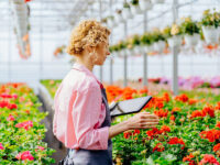 Bez języka praca w Holandii przy kwiatach ogrodnictwo od zaraz Zaltbommel