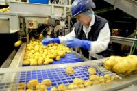 Holandia praca bez języka od zaraz pakowanie-sortowanie ziemniaków, Hillegom