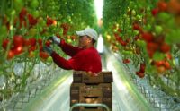 Bez języka sezonowa praca w Holandii przy zbiorach pomidorów od zaraz Someren