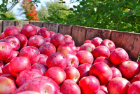 Holandia praca sezonowa przy zbiorach owoców jabłek bez języka w Venlo