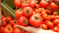 Oferta sezonowej pracy w Holandii przy zbiorach pomidorów w szklarni