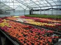 Sezonowa praca w Holandii przy kwiatach-uprawie gerber bez języka Emmen