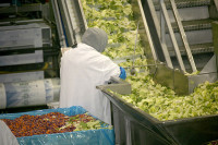 Dam pracę w Holandii na produkcji sałatek bez znajomości języka Hoorn