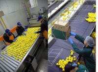 Praca w Holandii na produkcji przy pakowaniu spożywczym bez języka Breda