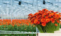 Oferta pracy w Holandii w ogrodnictwie przy pielęgnacji kwiatów bez języka