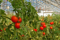 Ogrodnictwo praca w Holandii przy zbiorach pomidorów z językiem angielskim Drunen