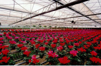 Dam sezonową pracę w Holandii przy kwiatach bez języka w szklarni Den Haag