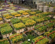 Holandia praca w ogrodnictwie przy kwiatach – ścinanie róż Emmeloord