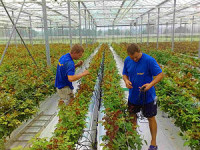 Oferta pracy w Holandii w ogrodnictwie bez języka od zaraz Amsterdam