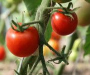 Oferta pracy w Holandii w ogrodnictwie przy pomidorach bez języka Haga
