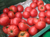 Bez znajomości języka Holandia praca przy pakowaniu pomidorów Lejda