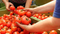 Oferta sezonowej pracy w Holandii bez języka przy zbiorach pomidorów Goes
