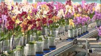 Praca w Holandii w ogrodnictwie przy kwiatach  – ORCHIDEE Haga