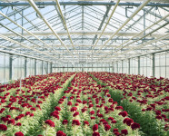 Praca w Holandii przy kwiatach w szklarni ścinanie róż bez doświadczenia