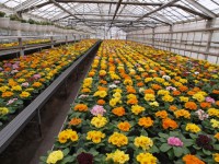 Holandia praca w ogrodnictwie przy kwiatach – róże Haga