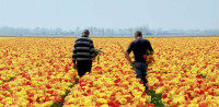 Praca Holandia w ogrodnictwie przy ścinaniu kwiatów bez języka Rijsenhout