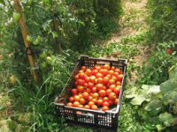 Sezonowa praca w Holandii przy zbiorach pomidorów, warzyw bez języka
