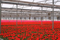 Ogrodnictwo-praca Holandia w szklarni przy kwiatach Rijsenhout bez języka