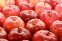 Oferta pracy w Holandii przy zbiorach jabłek bez znajomości języka Lewedorp