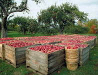 Dam sezonową pracę w Holandii przy zbiorach jabłek wrzesień 2015